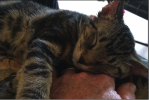 cat pumping